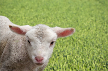 Naklejka na ściany i meble a great image of a young lamb on the farm