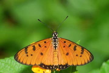 plain tiger butterfly in the parks