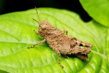 Macro of a young brown grasshopper sitting on leaf.