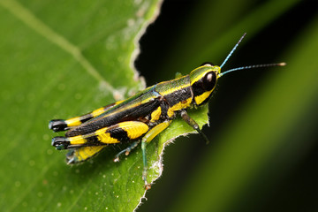Macro of a colorful grasshopper sitting on leaf.