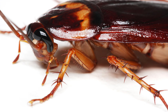 Close up of a cockroach on white background.