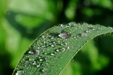 water droplet and leaf in the parks