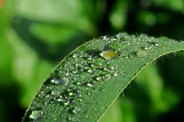 water droplet and leaf in the parks