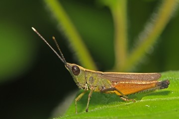 brown grasshopper in the parks