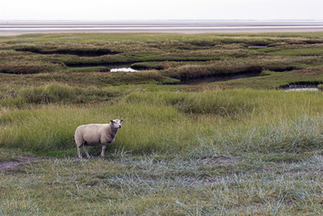 Danish Sheep on the Dike.Island in the Wadden Sea.