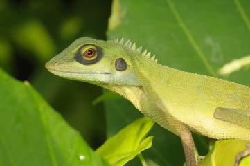 green lizard in the parks