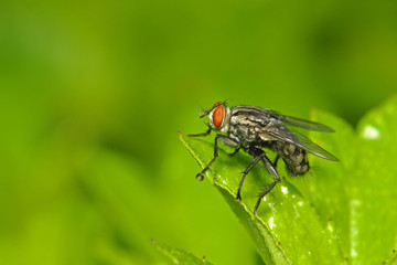 housefly in the parks