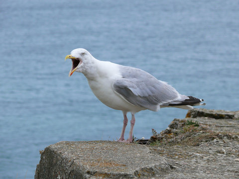 1 Best Mouette Hurleuse Images Stock Photos Vectors Adobe Stock