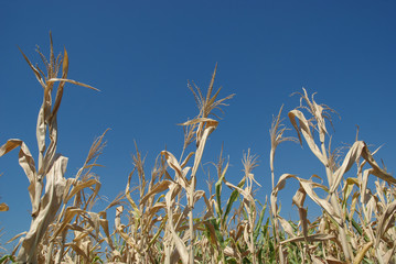 Corn field in late summer before harvest