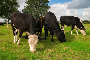 Small group of Friesian dairy cows grazing in a field