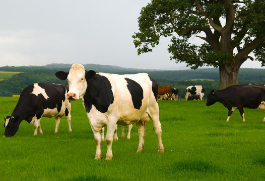 Dairy cows in a lush green field