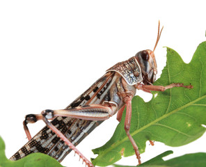 Locust eating a leaf of an oak - macro shot