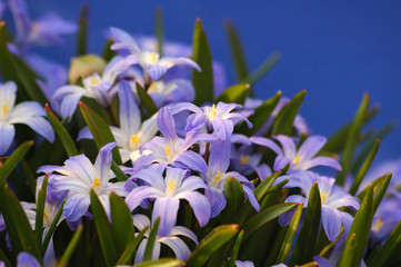 Fototapeta na wymiar Niebieski Chionodoxa wiosną ogród