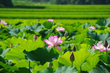 夏のハス畑