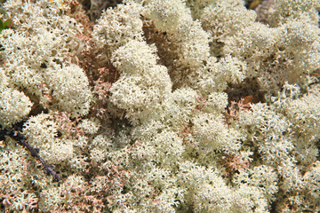 Soft white lichen