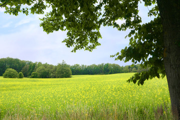 yellow rape meadow