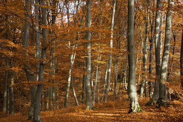 Colors of autumn / fall deep in untouched nature