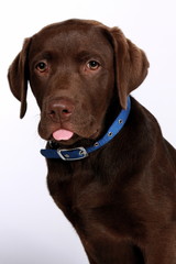 chocolate lab