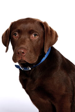 Choc Lab Puppy