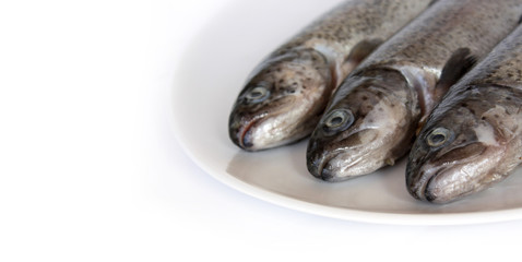 frische Fisch