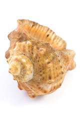 Shellfish isolated on white background