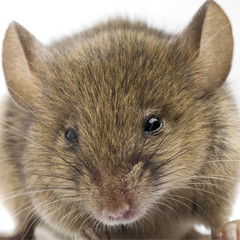 a closeup of a common mouse