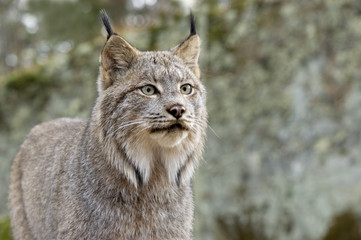 Head shot ofd a Canadian Lynx. Northern Minnesota © outdoorsman