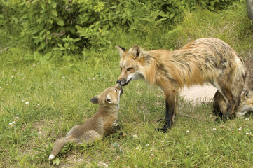 Red fox vixen with pup.Northern Minnesota