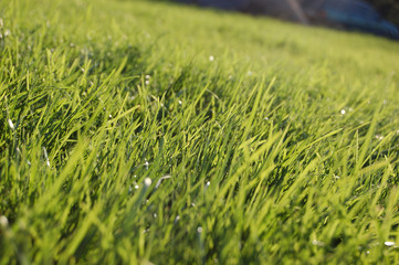 grass