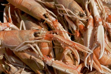 langoustines