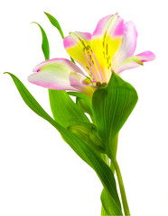 Isolated lilly on white background.