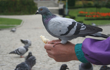 Pigeon on the Hand