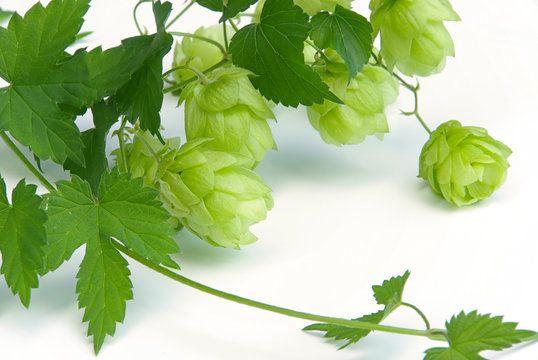 Hopfen - hop 09