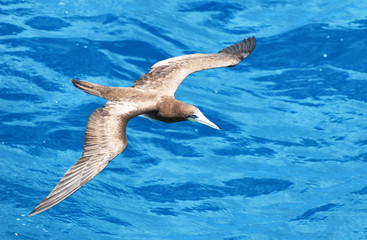 Flying over water near St.Thomas island, U.S.Virgin Islands.