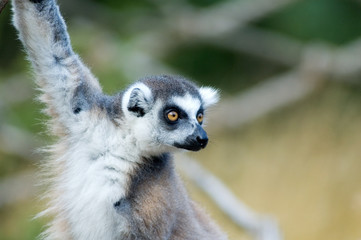 Portrait of a ring-tailed lemur (lemur catta)
