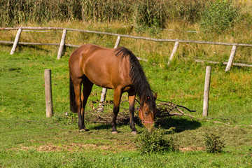 Obraz premium horse eating grass