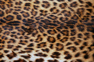 skin of the leopard