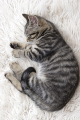 sleeping kitten