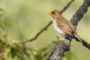 Singdrossel - Turdus amaurochalinus