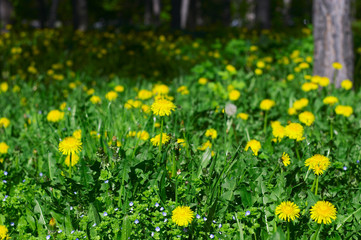Obraz premium Yellow dandelions on the lawn