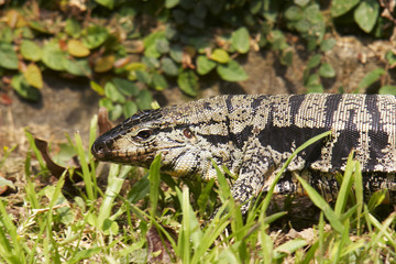 Leguan