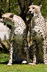 Two cheetahs standing beside each other