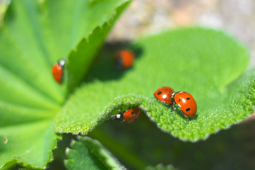 Five ladybirds on green leaves