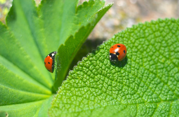 Two ladybirds on green leaves (horizontal)
