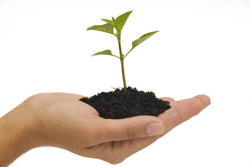 Hand holding young plant against white background