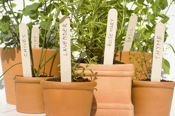 fresh herbs in terracotta pots