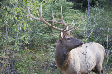 Elk antlers giving a side profile