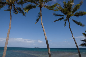 cocotiers#4