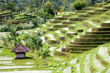 Bali  0161 © Siegfried Schnepf