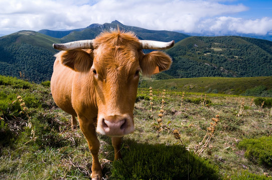 Vaca